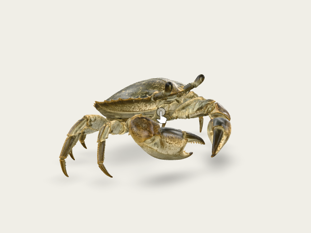 Giant Coastal Crab On The Beach preview