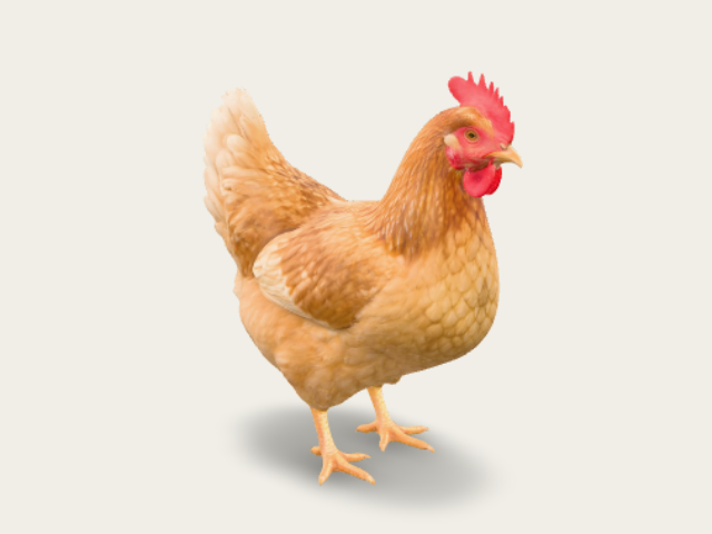 Golden Hen Against Black model preview