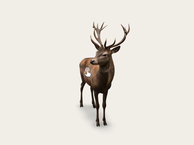 Red Deer Stag model preview