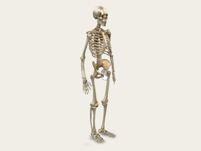 Human Skeleton model preview