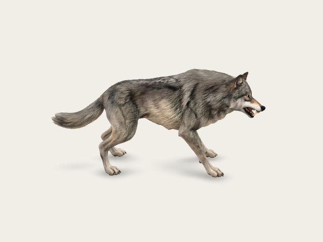 wolf model preview