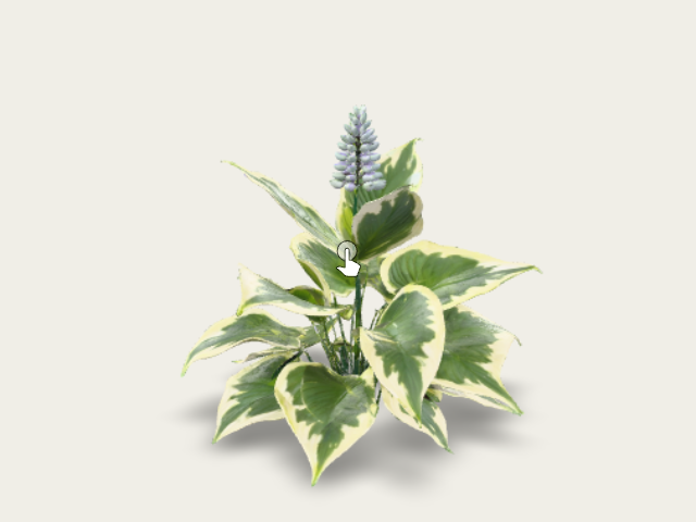 A Hosta Plant Features Broad Heartshaped Leaves Th preview