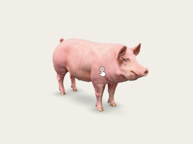 A Photograph Of Domestic Pig Breedlarge Whiteadult preview