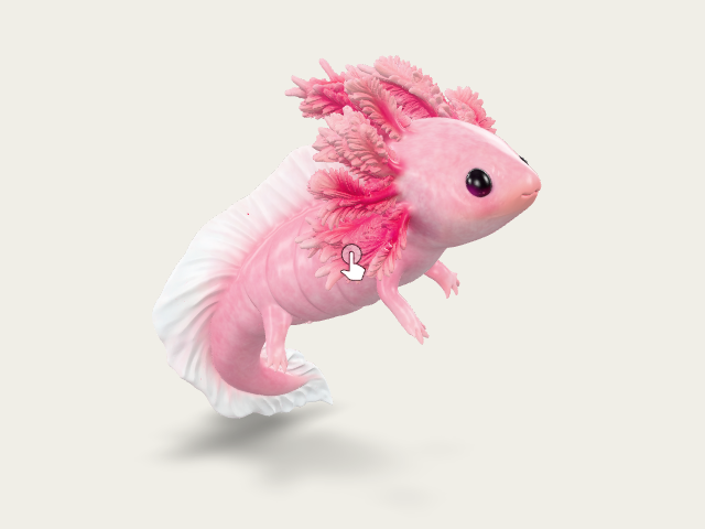 Bubblegum Axolotl preview