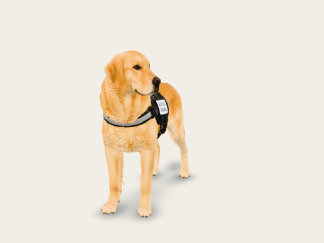 Canine Service Animal Golden Retriever preview
