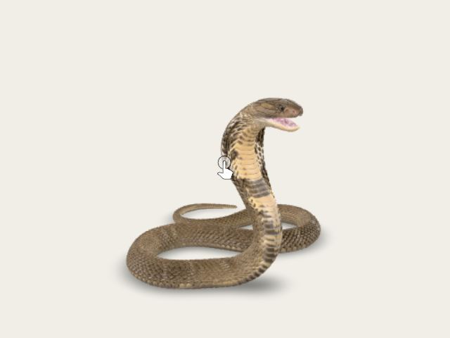 Cobra model preview